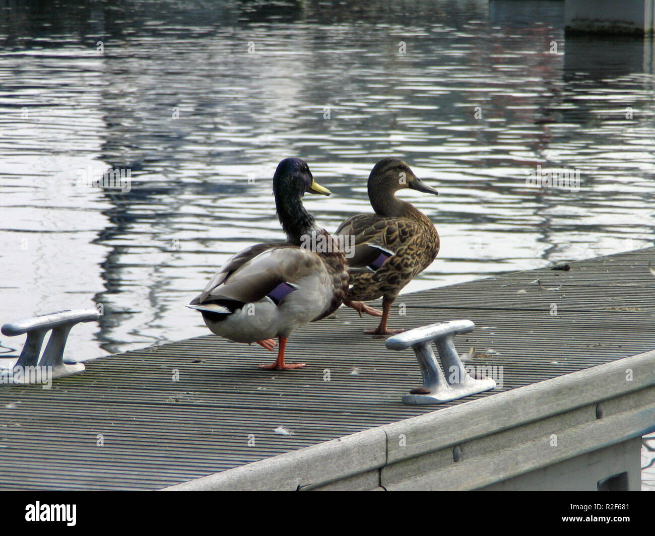 ducks couple in lockstep Stock Photo