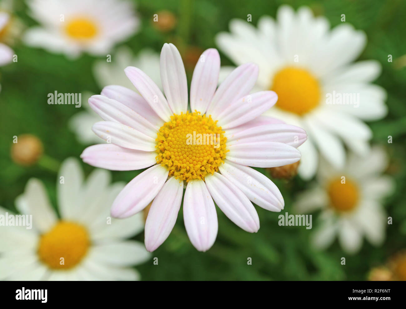 Closed Up Pale Pink Daisy Flower with Blurred White Daisies in Background Stock Photo
