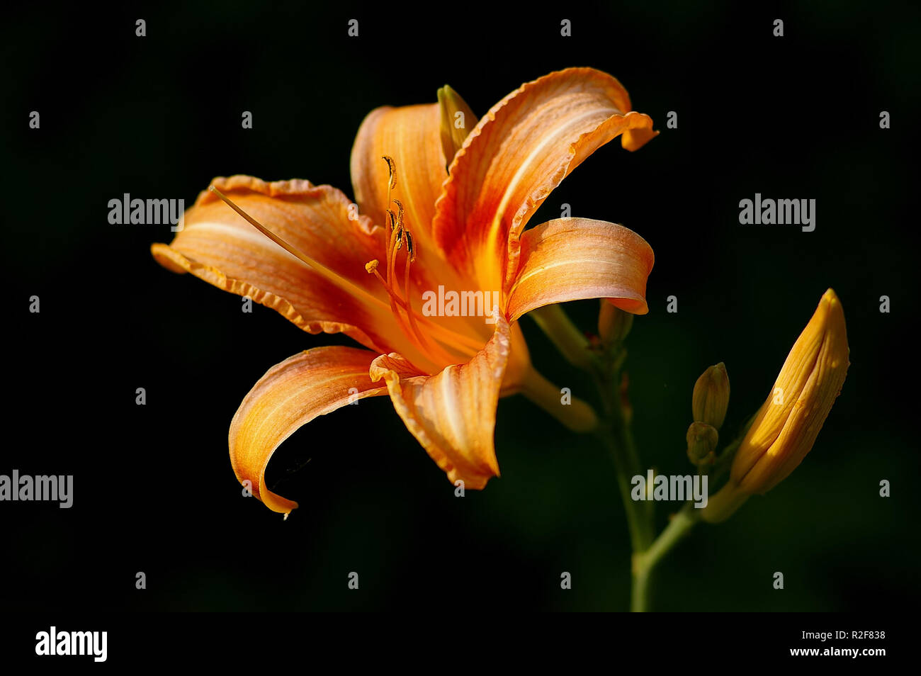 lily Stock Photo