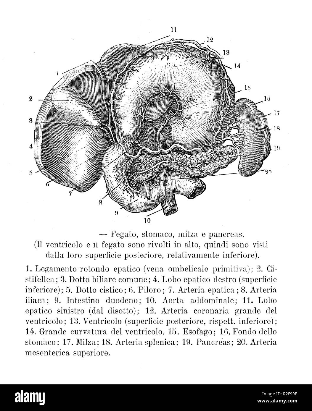 Vintage illustration of anatomy, human abdominal organs: liver,stomach, spleen and pancreas  with  Italian anatomical descriptions Stock Photo