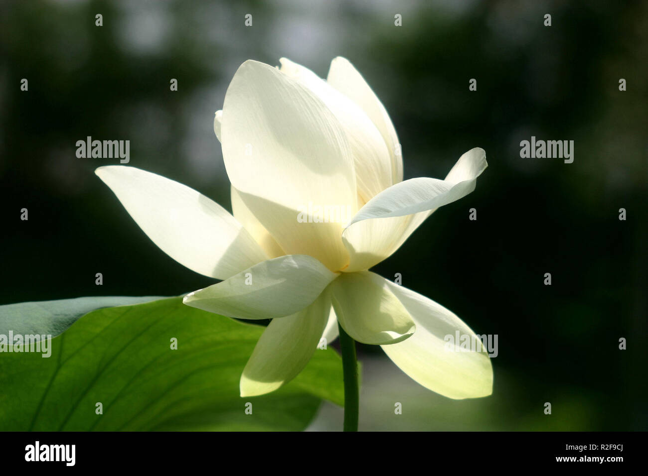 the flower of the gods Stock Photo Alamy