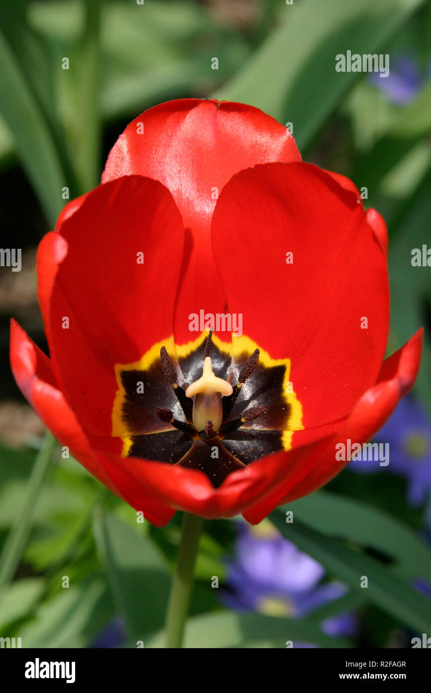 Tulip close up view hi-res stock photography and images - Alamy