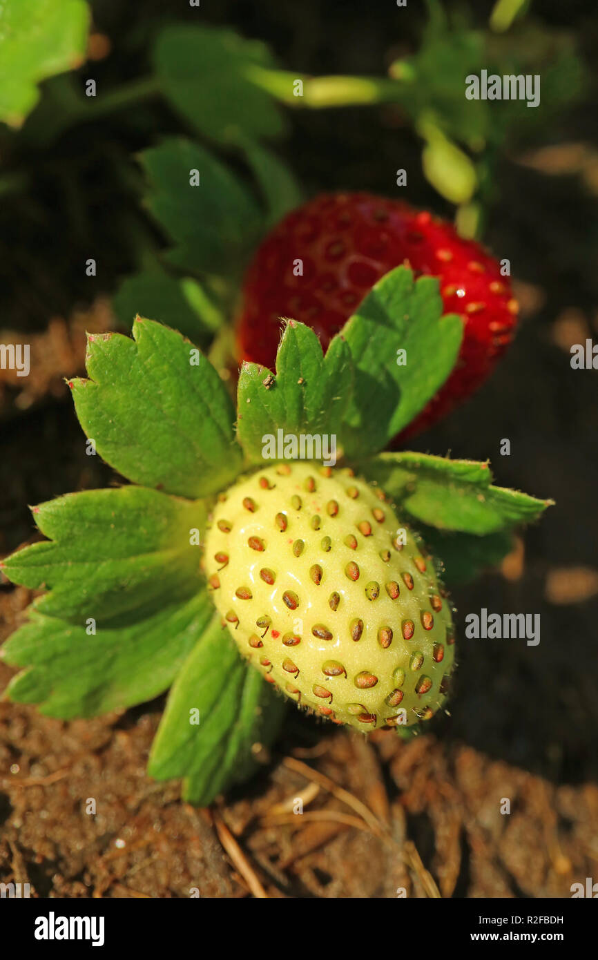 Closed up young unripe strawberry in the sunlight with blurred ripe ...