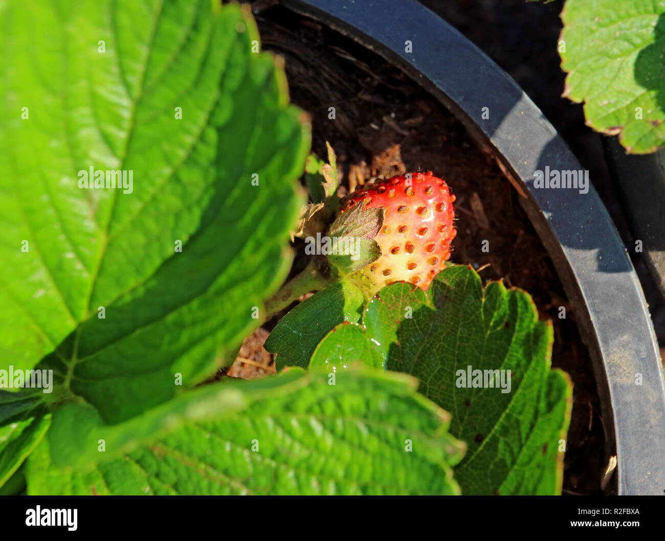 Half ripe strawberry under vivid green leaves in the sunlight Stock Photo
