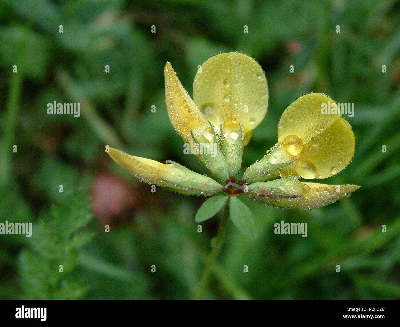 sweet clover or Stock Photo Alamy