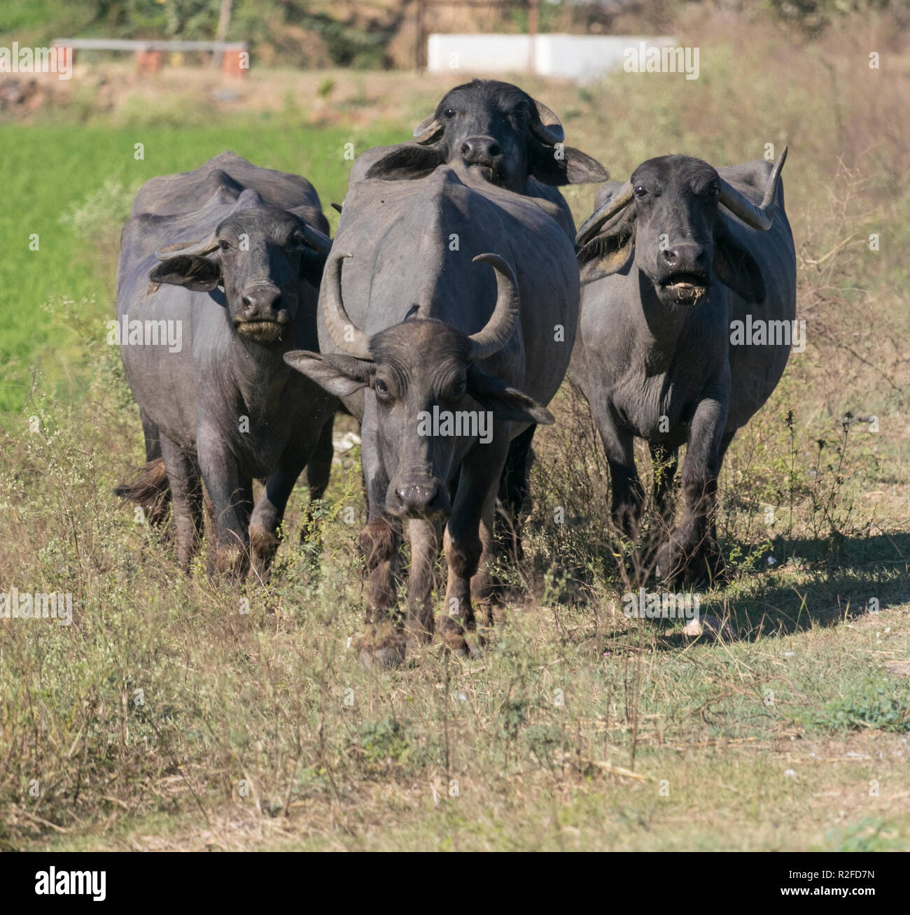 Buffalos are seen roaming in a field in sunny days Stock Photo