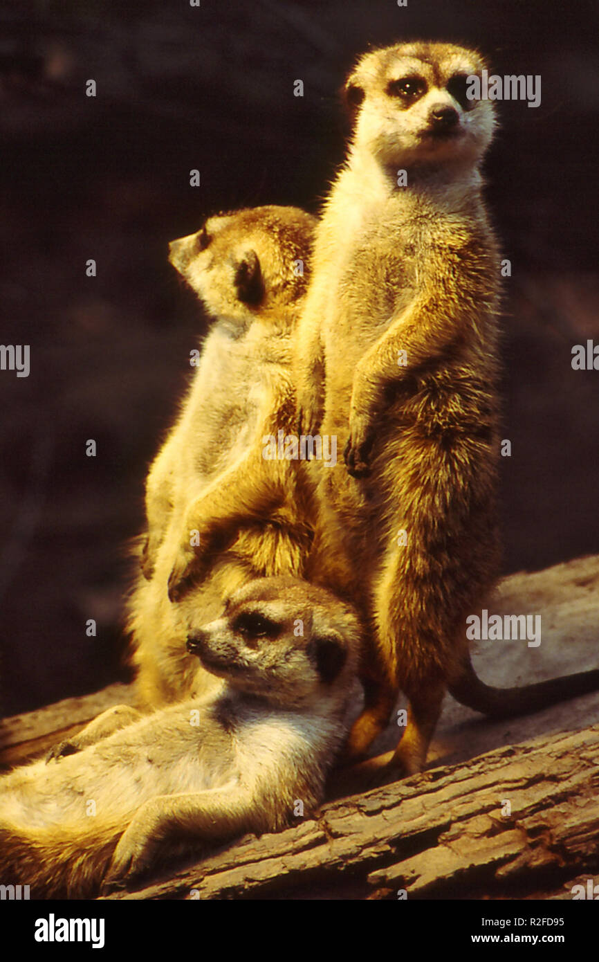 three meerkats Stock Photo