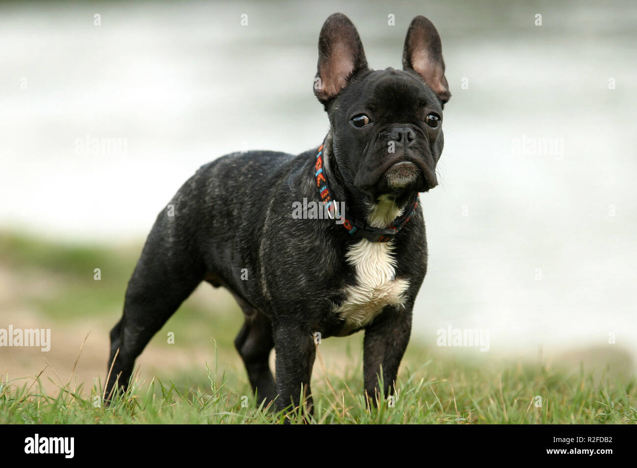 french bulldog Stock Photo
