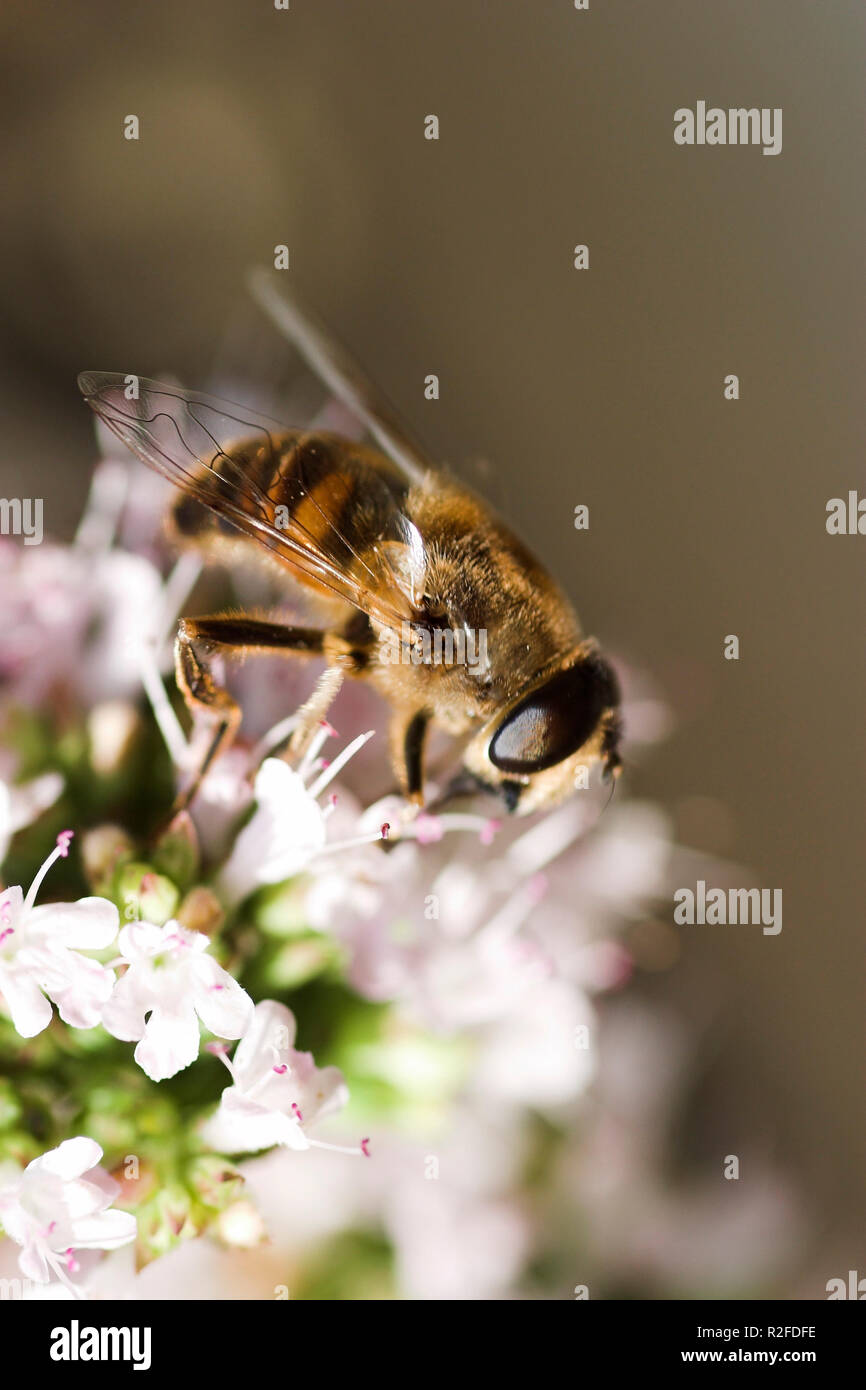 busy bee Stock Photo