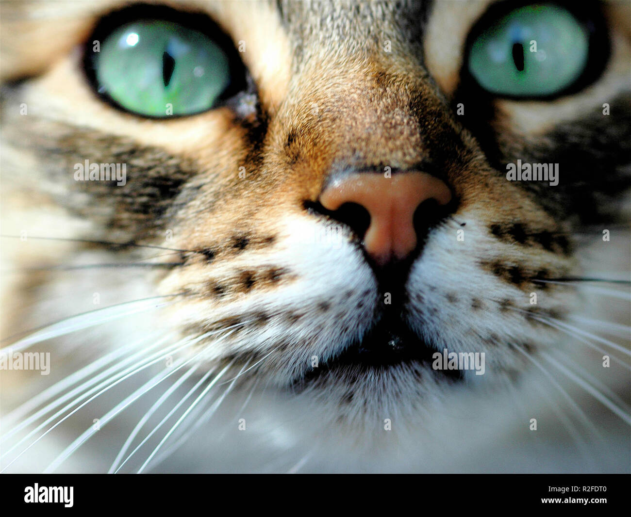 can these eyes lie Stock Photo - Alamy