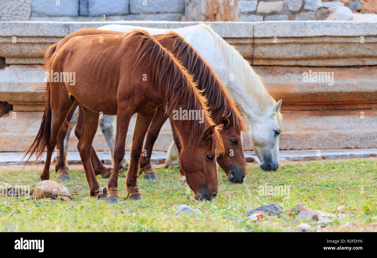 Three horses in a field in sunny days Stock Photo
