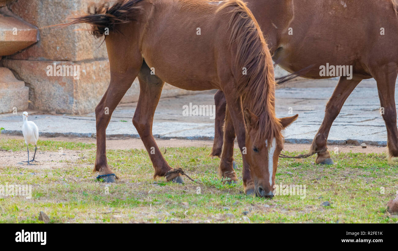Walking a horse hi-res stock photography and images - Alamy
