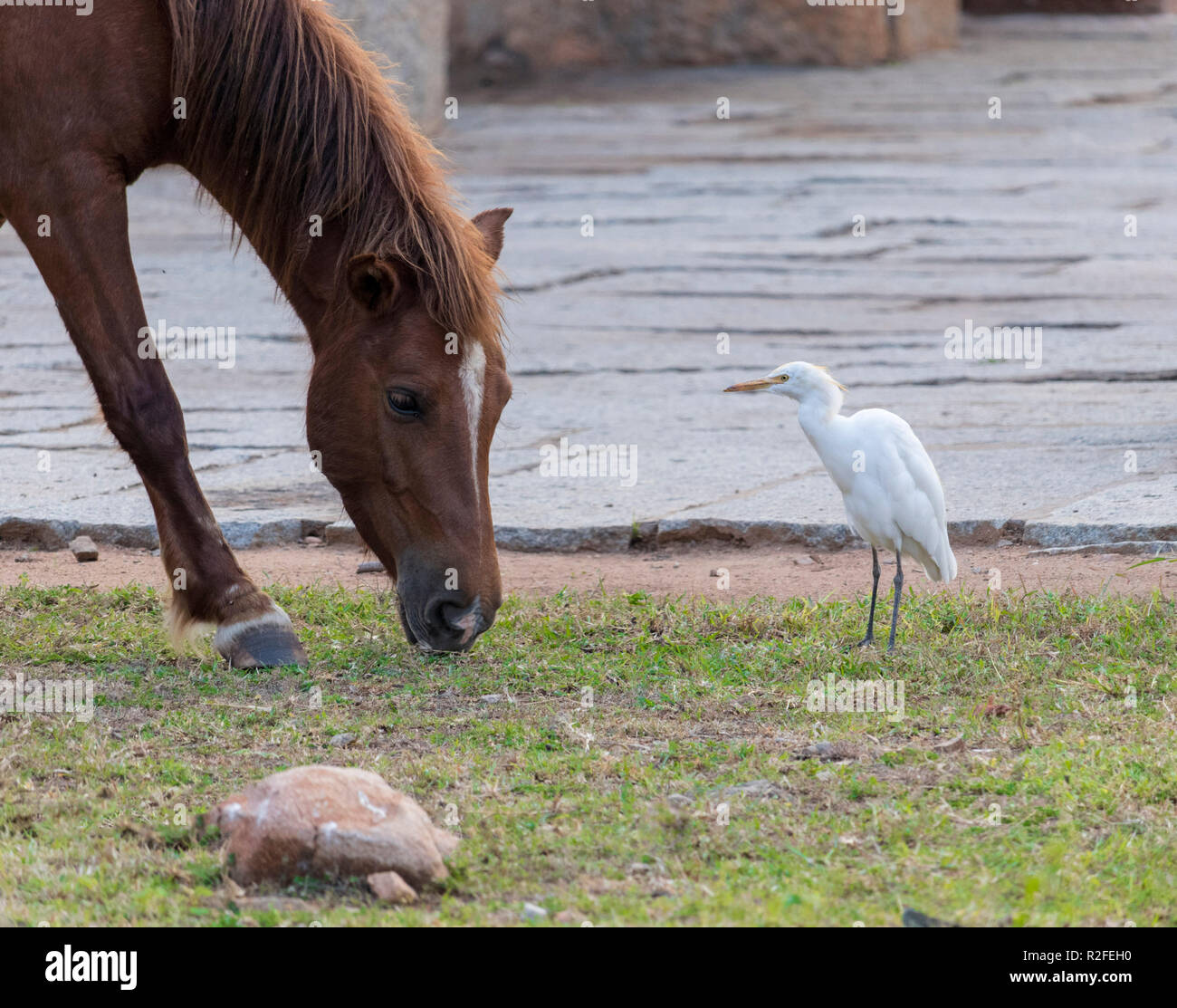 Horse and a bird roaming in a field Stock Photo