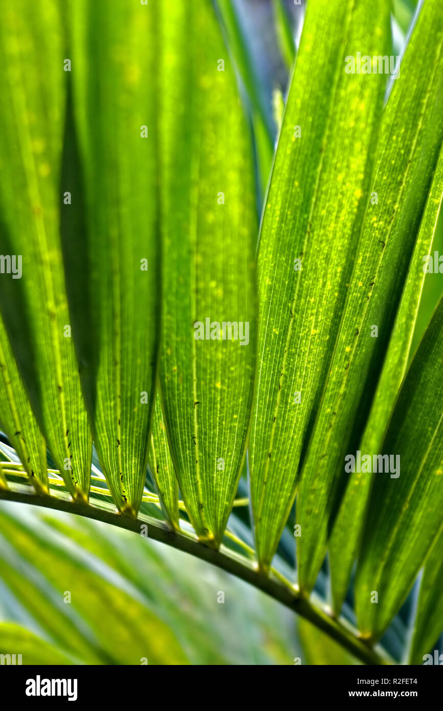 palm leaf Stock Photo