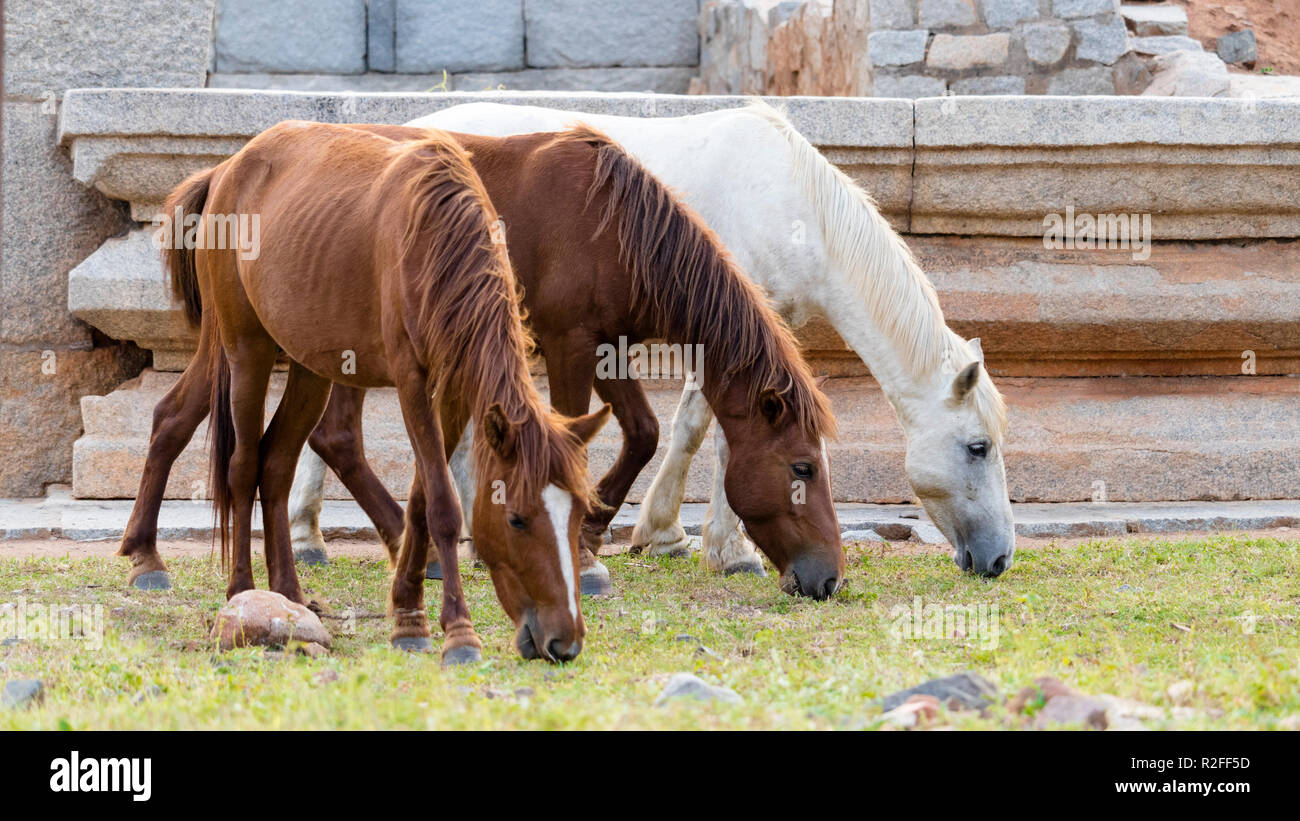 Three horses grazing grass in a field one white and two brown Stock Photo