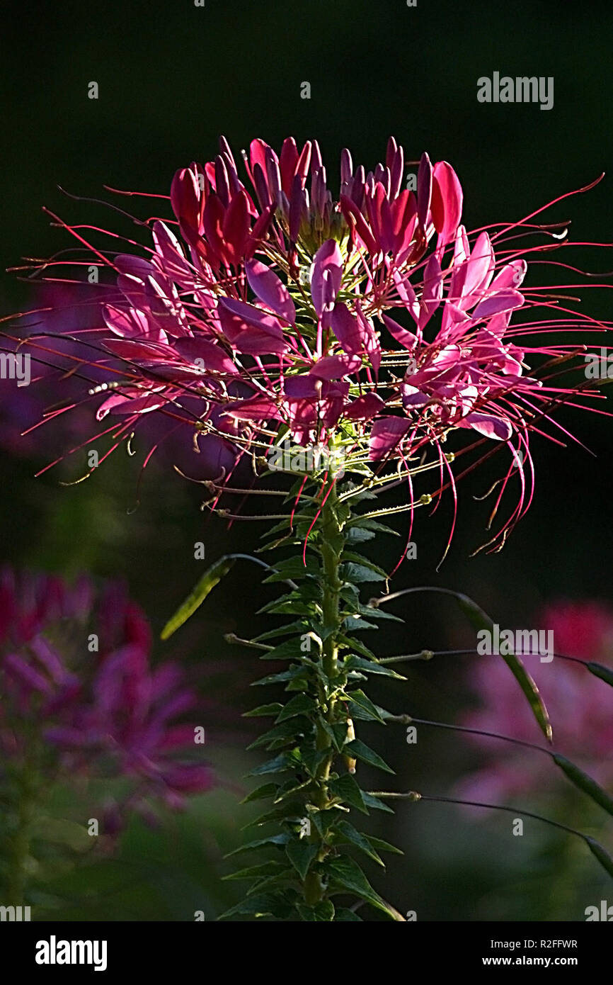 spider flower,pink Stock Photo
