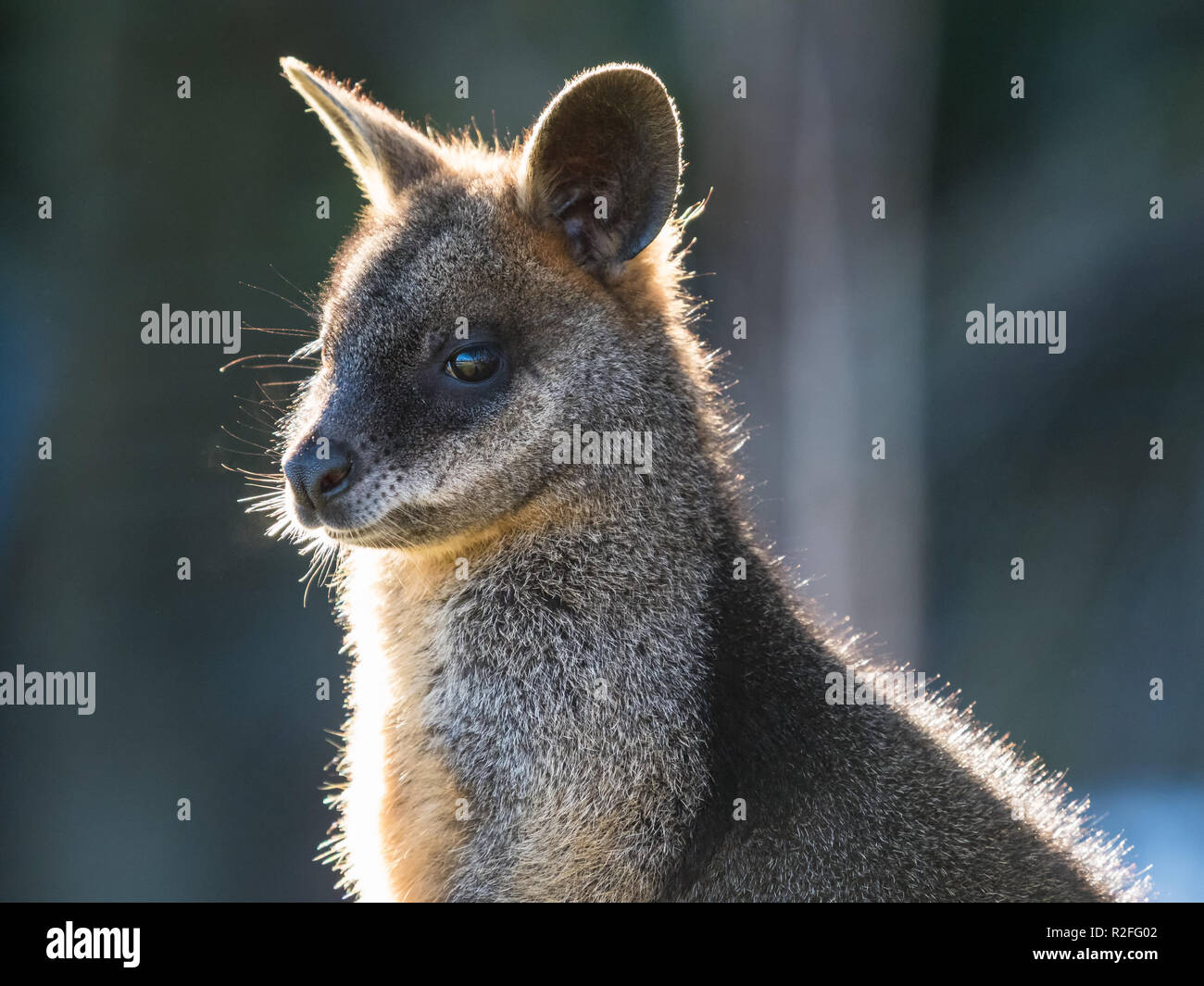 Wallaby closeup with winter sun backlighting. Stock Photo