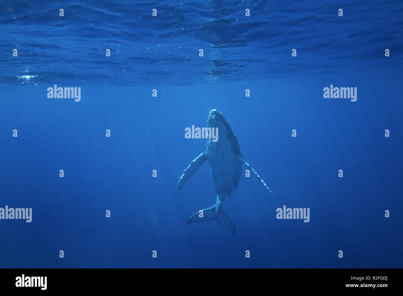 Humpback whale underwater diver hi-res stock photography and images - Alamy