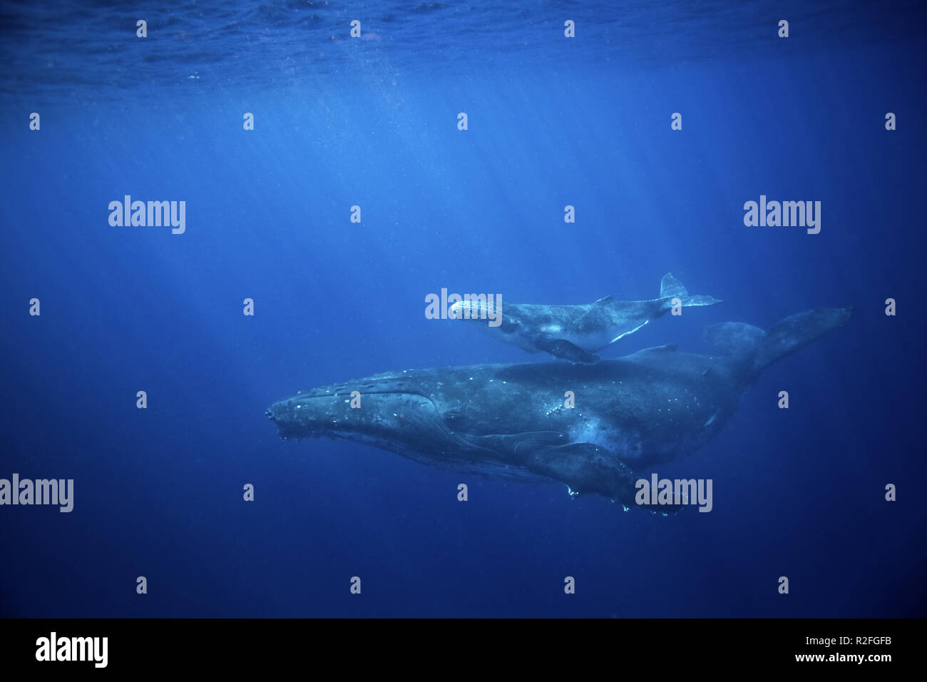 humpback whale, megaptera novaeangliae, Tonga, Vava'u island Stock Photo