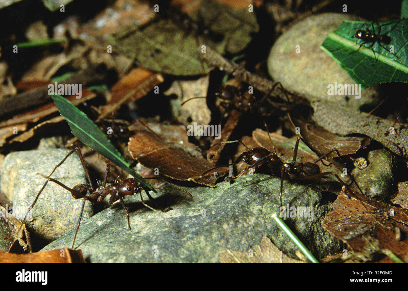 leaf cutter ants Stock Photo
