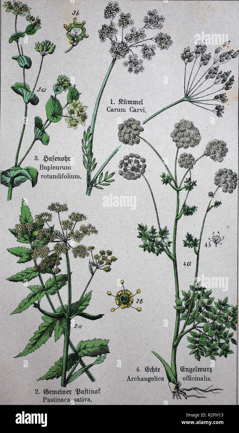 Digital improved reproduction, Apiaceae or Umbelliferae, Caraway, also known as meridian fennel, and Persian cumin, parsnip, Pastinaca sativa, Bupleurum rotundifolium L., Angelica archangelica, commonly known as garden angelica, wild celery, and Norwegian angelica, from an original print from the 19th century Stock Photo