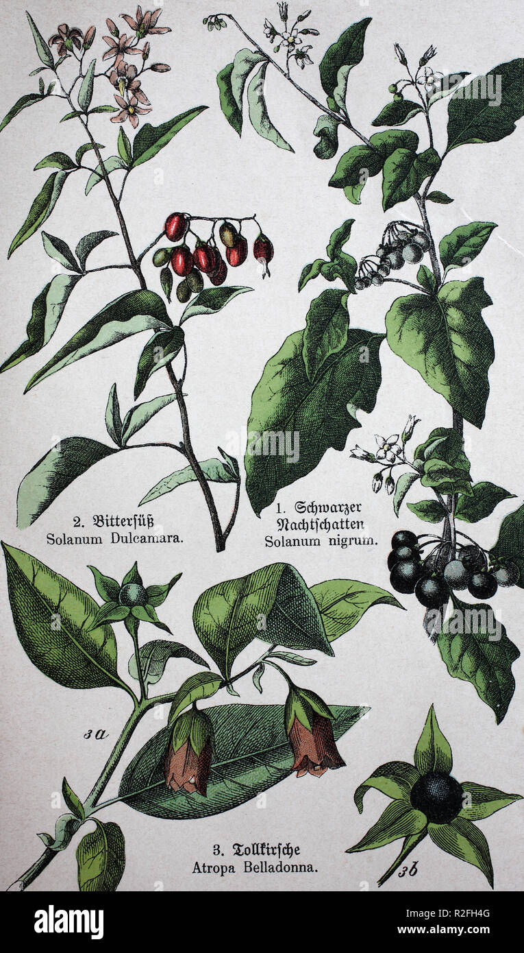 Digital Improved Reproduction Poisonous Plants Solanum Dulcamara Also Known As Bittersweet Bittersweet Nightshade Bitter Nightshade Blue Bindweed Amara Dulcis 3 Climbing Nightshade Amara Dulcis Climbing Nightshade Atropa Belladonna