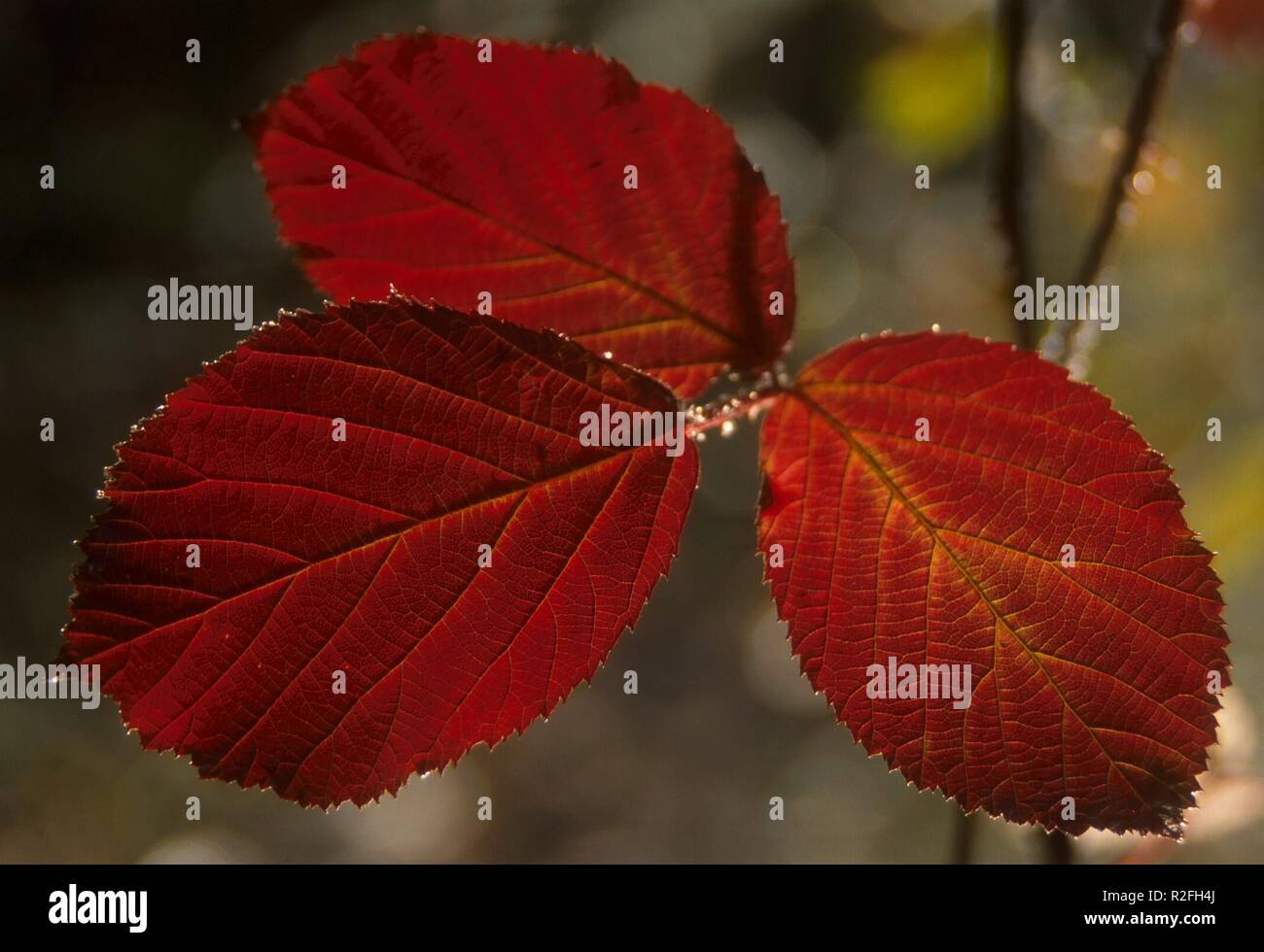 autumn leaves Stock Photo