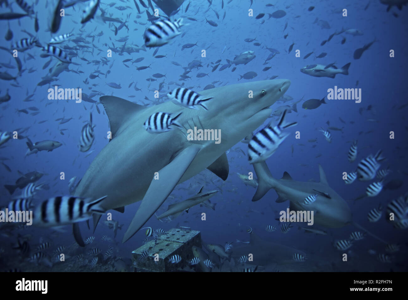 bull shark, carcharhinus leucas, Beqa lagoon, Fiji Stock Photo