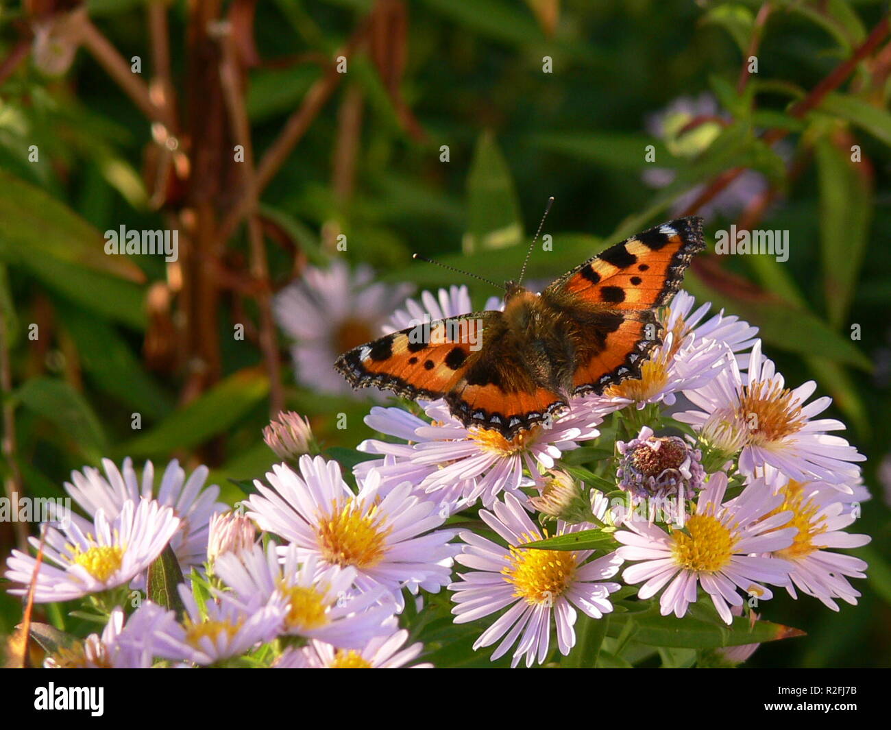 Butterfly bees hi-res stock photography and images - Alamy
