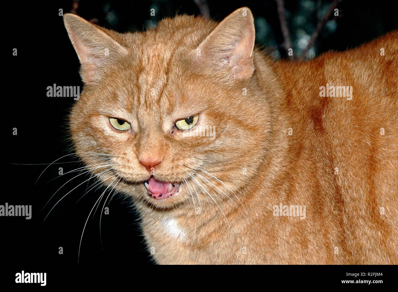 Stock Photo