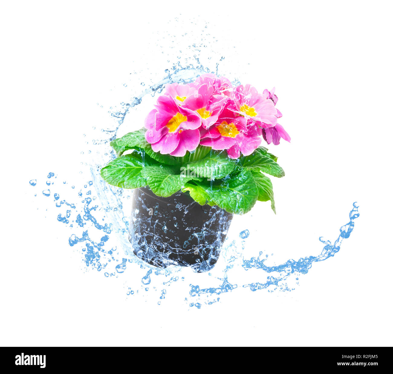 Pink primrose, water splashes Stock Photo