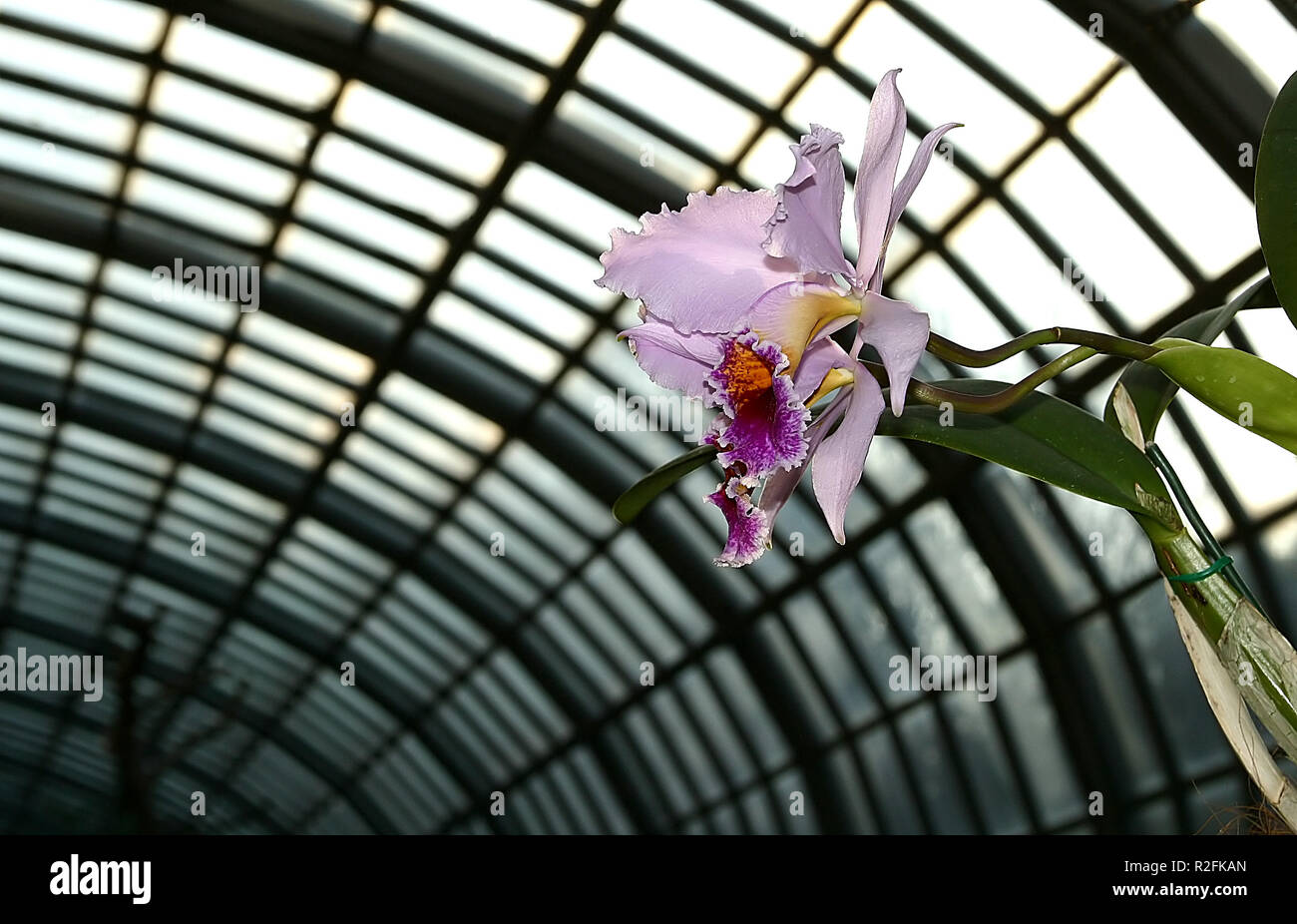 orchids in a greenhouse Stock Photo