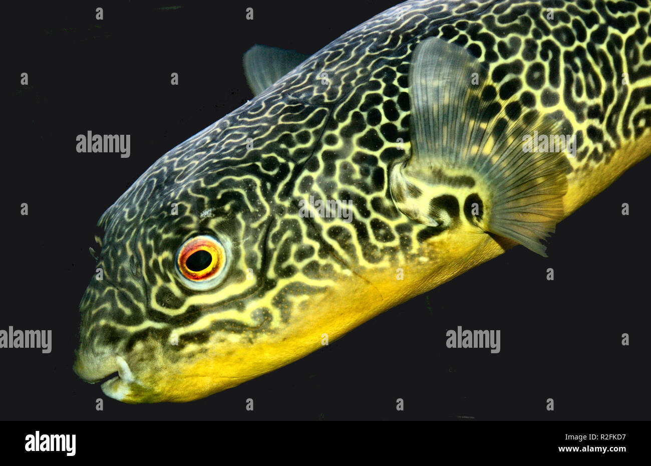 pufferfish Stock Photo