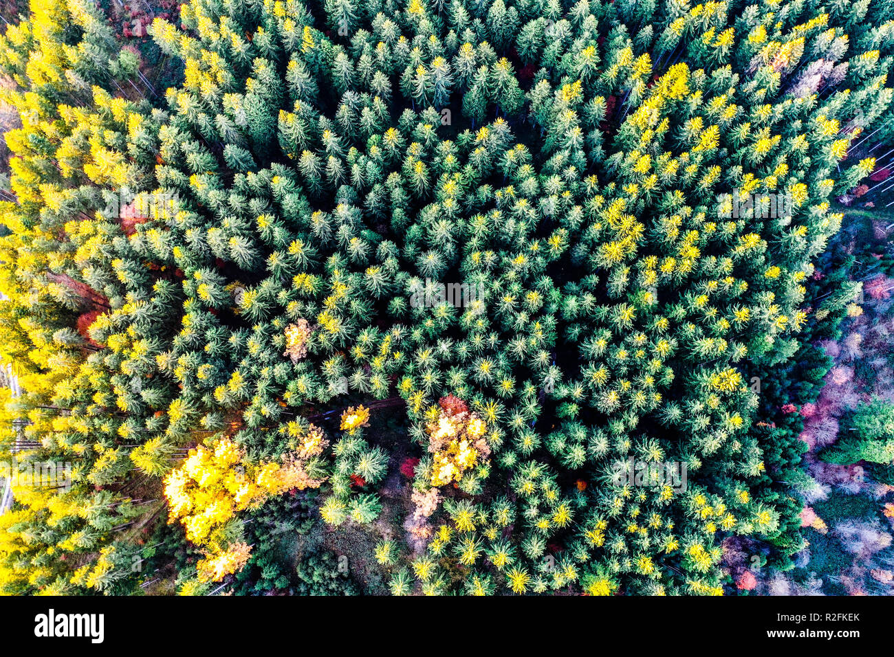 Autumn forest aerial drone view Stock Photo