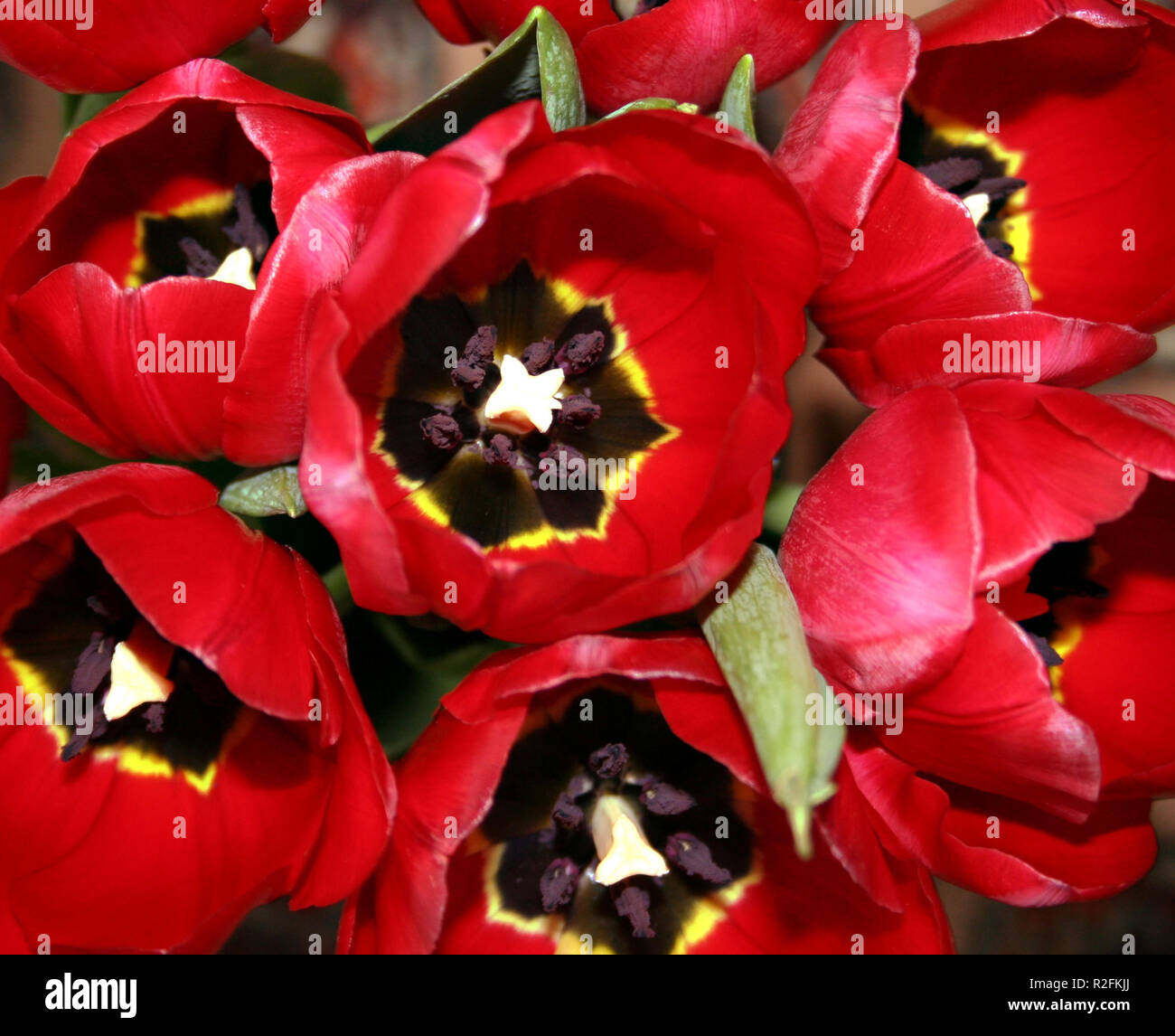 sags through the tulip Stock Photo