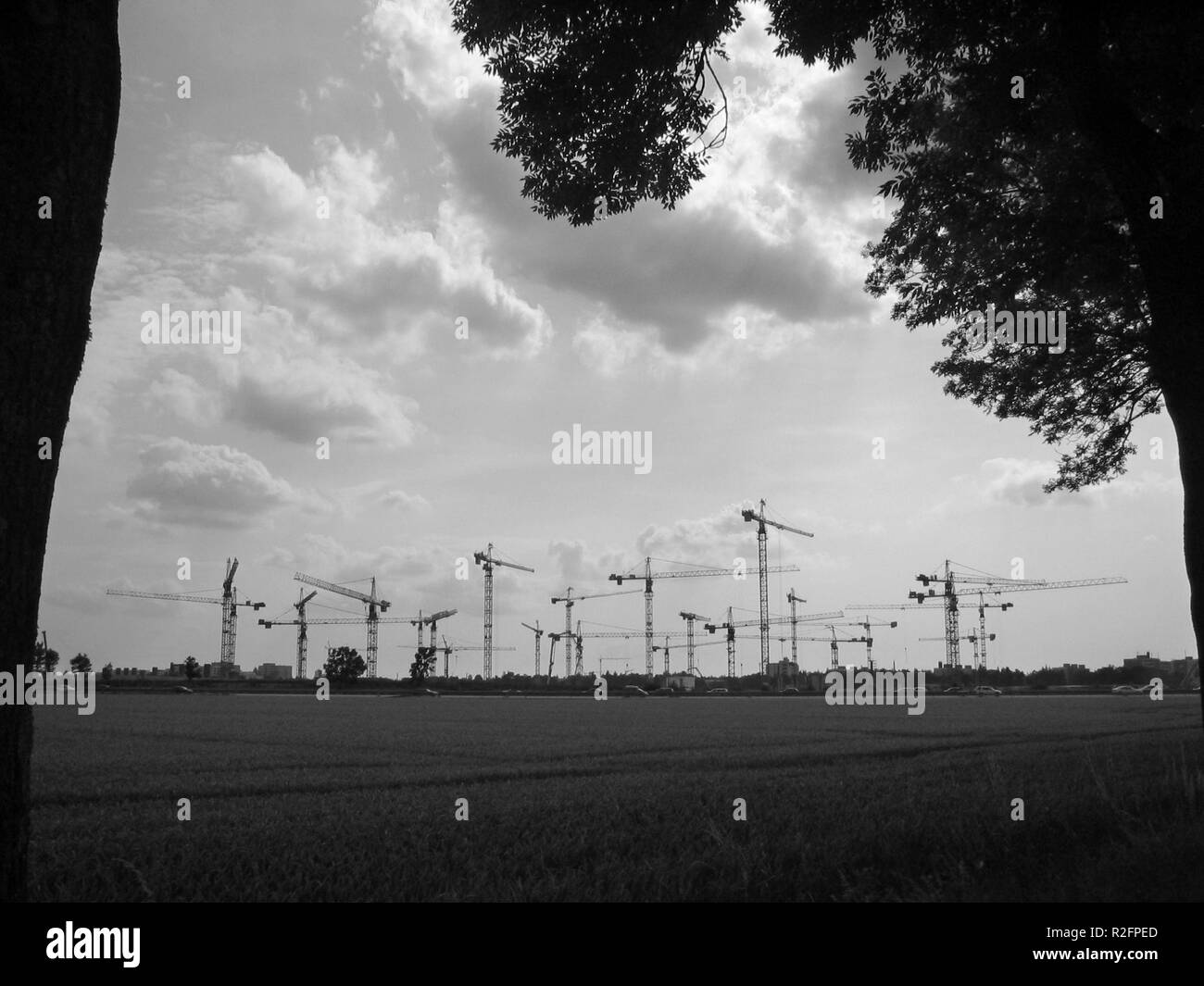 Family of cranes Black and White Stock Photos & Images - Alamy