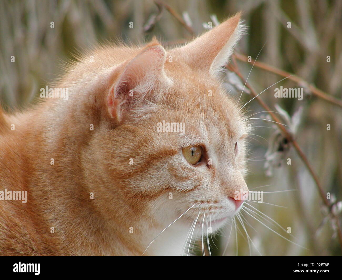 neighbor's cat Stock Photo