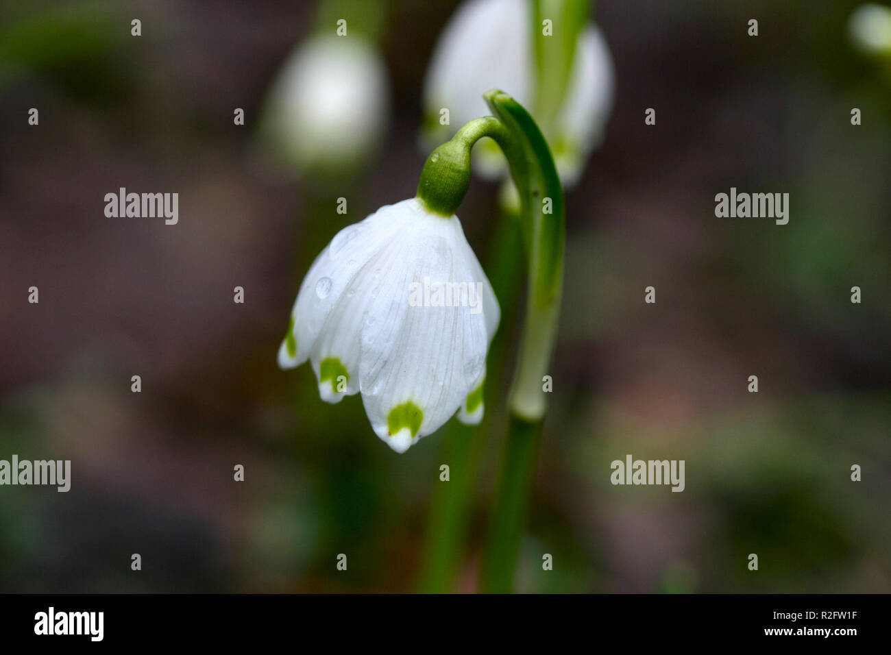 spring snowflake Stock Photo