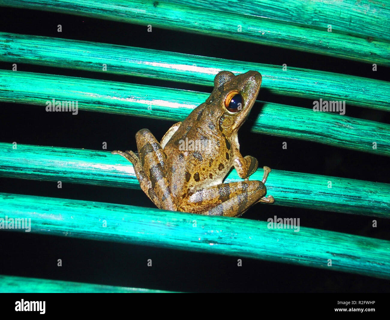 little frog Stock Photo