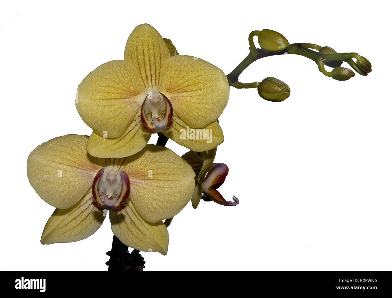 orchidaceae Stock Photo