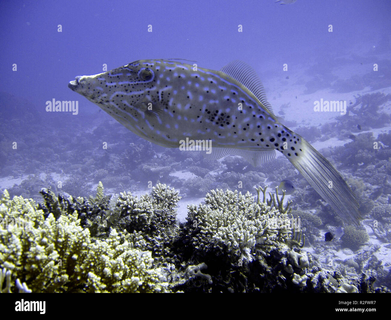 Small Filefish Spotted filefish hi-res stock photography and images - Alamy