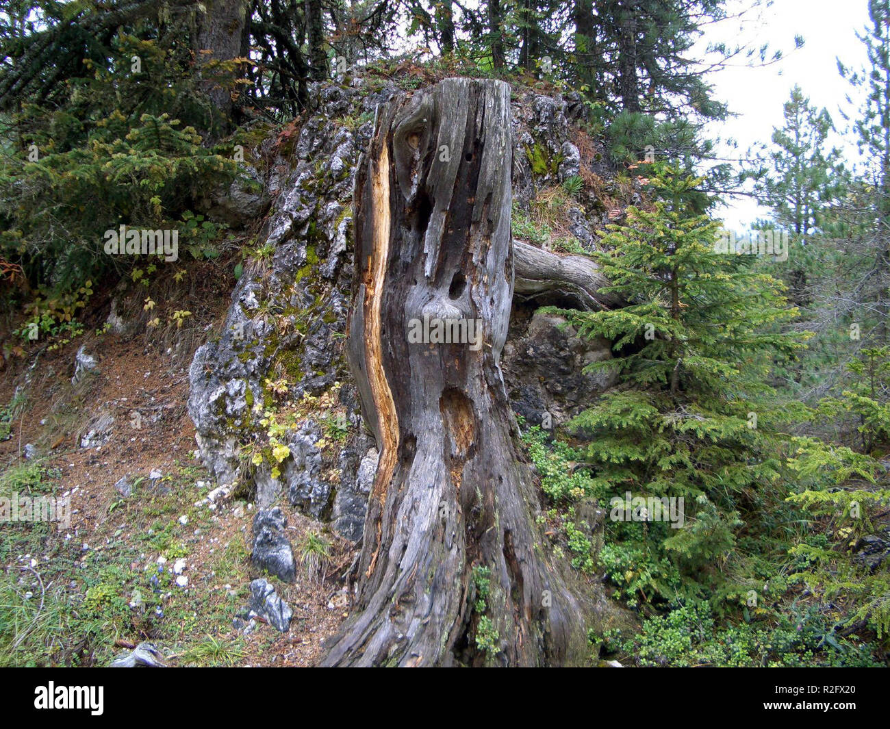 scream tree Stock Photo Alamy