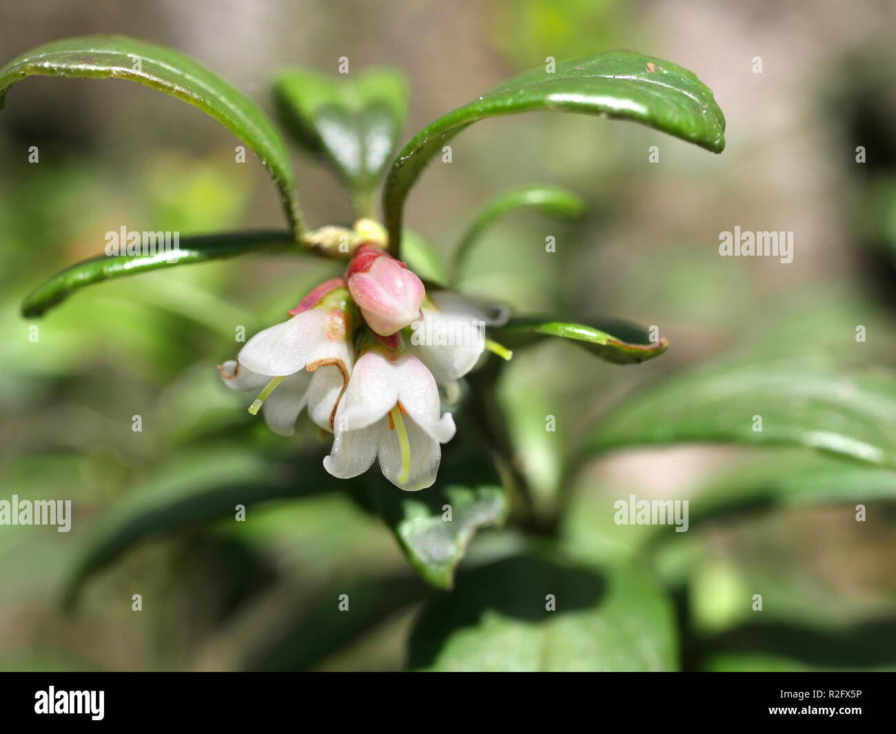 flower red cranberry on wald background Stock Photo