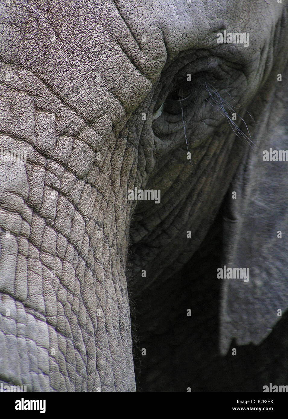elephant portrait Stock Photo