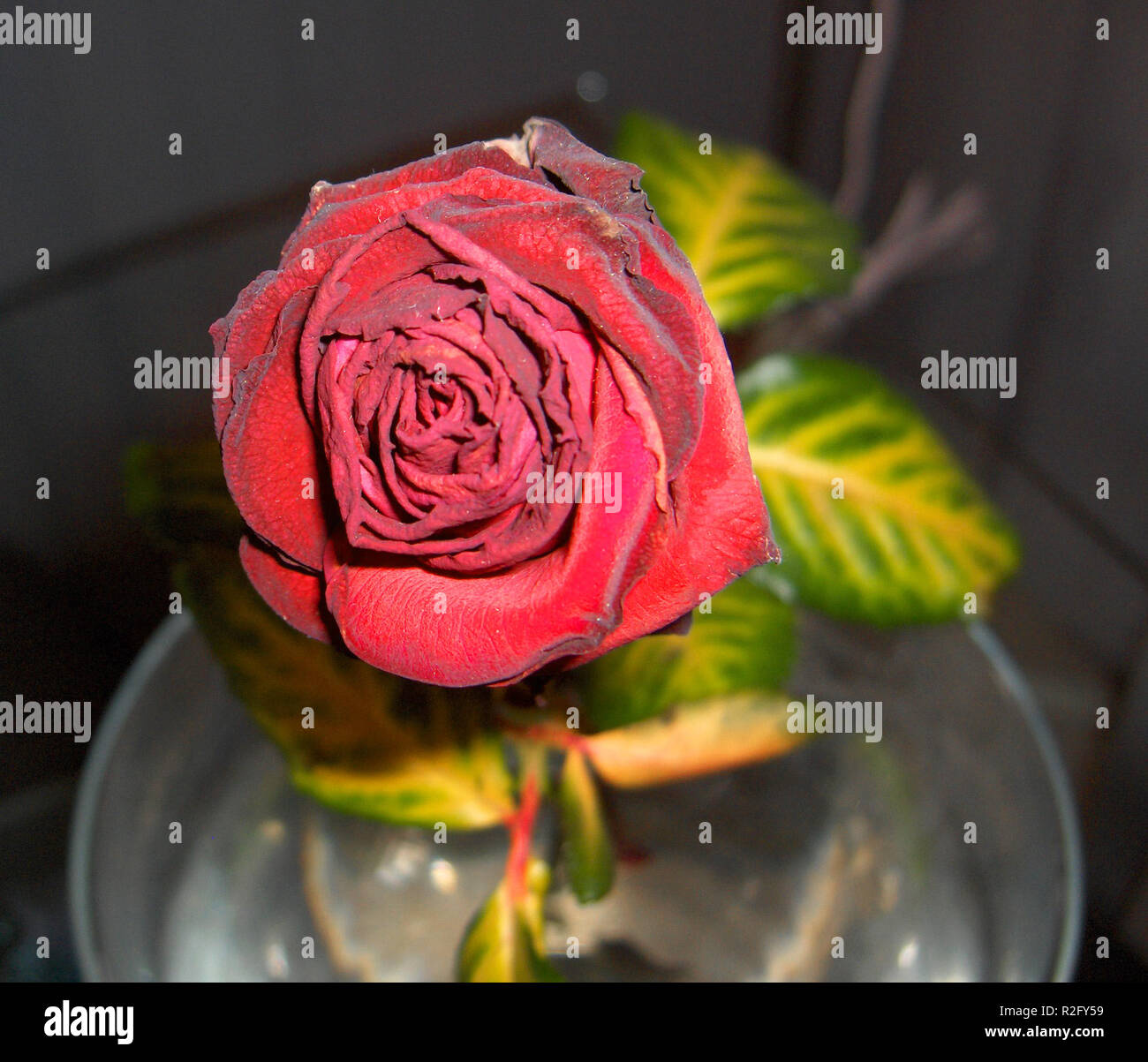 Ageing Roses Ageing red roses hi-res stock photography and images - Alamy