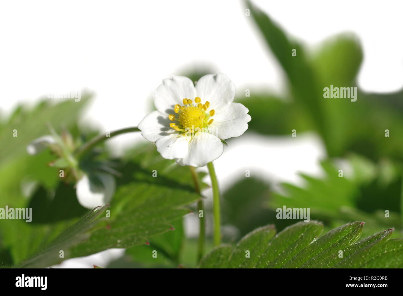 wild strawberry with white flower fragaria vesca Stock Photo - Alamy