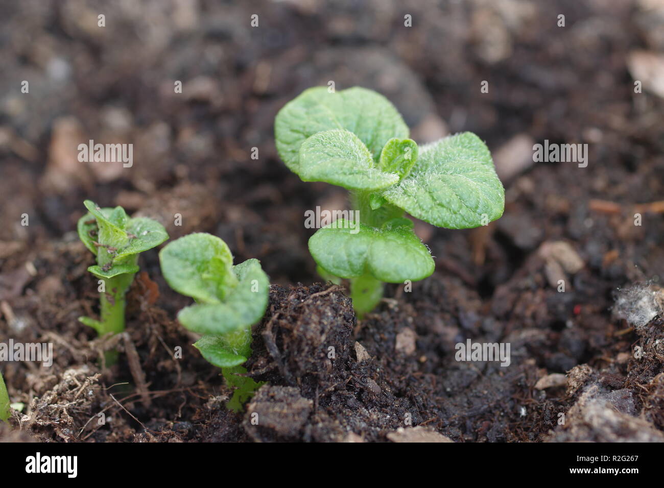 growing potato shoots from the ground Stock Photo Alamy