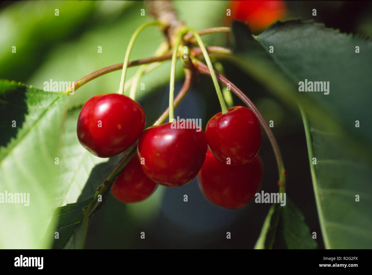 cherry quintet Stock Photo