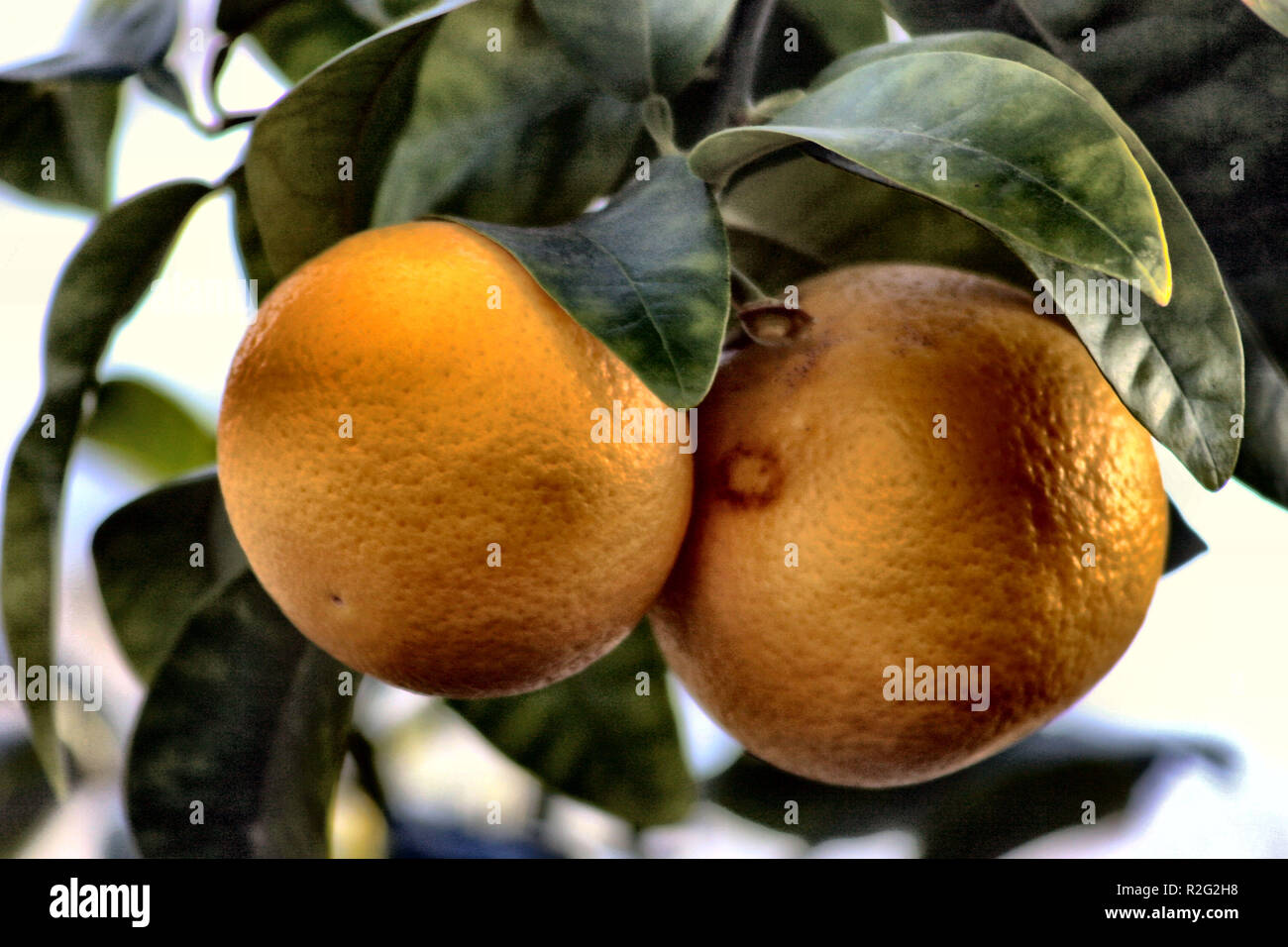 grapefruits Stock Photo