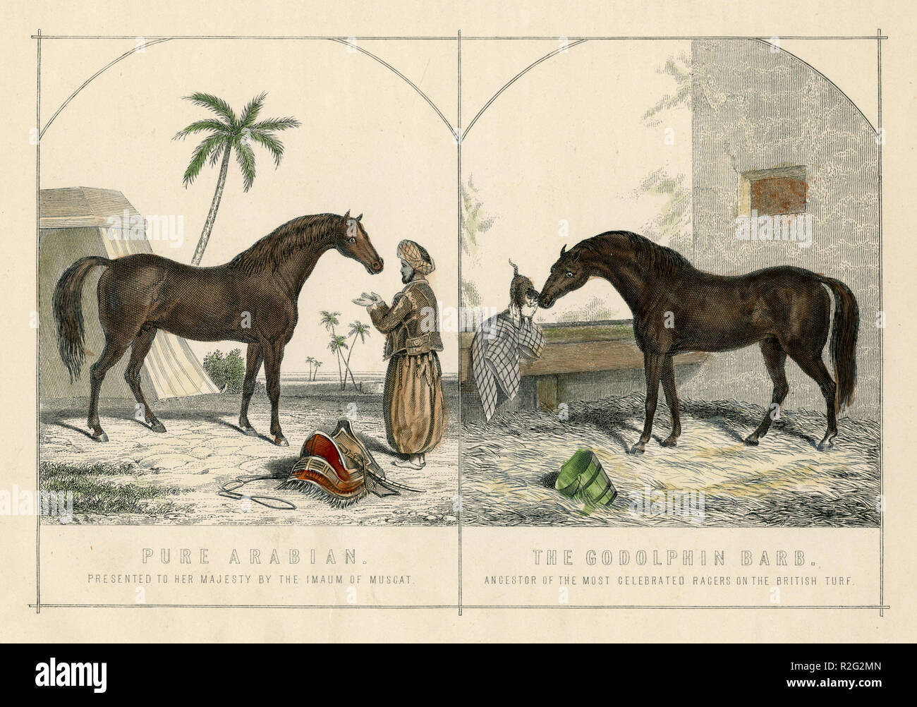 Arabian horses: 'Pure Arabian. Presented to her Majesty by the Imaum of Muscat' (left) and Godolphin Arabian oder Godolphin Barb (* ca. 1724/1725; † Dezember 1753), stallion, 'The Godolphin Barb. Ancestor of the most celebrated racers on the british turf.', William Mackenzie Stock Photo
